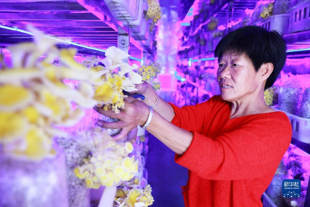 欢乐来斗牛官方